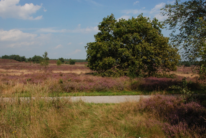 environment, tranquility, growth, cloud - sky, netherlands, outdoors, day, landscape, tranquil scene, no people, path, field, beauty in nature, scenics - nature