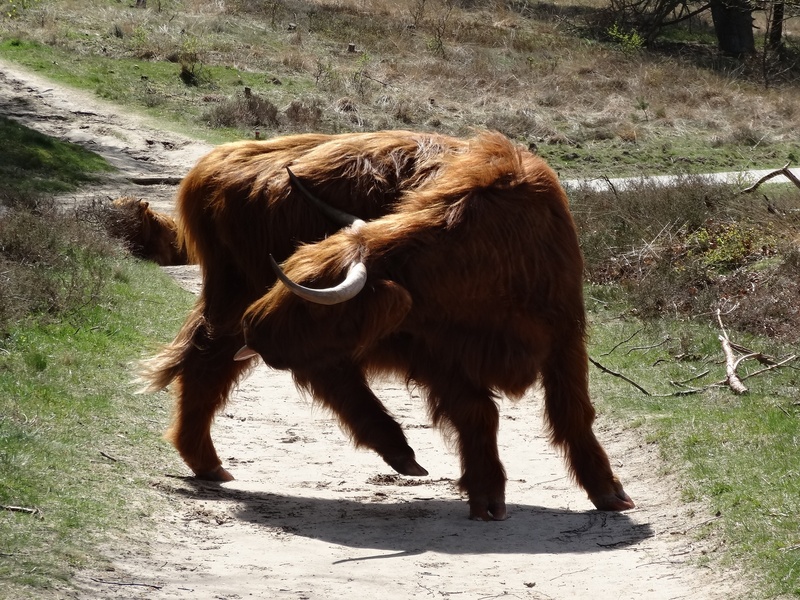 domestic, cows, vertebrate, bovine species, oxen, veluwezoom, animal hair, day, forest, outdoors, field, beef, herbivorous, 2K, livestock, veluwe, brown