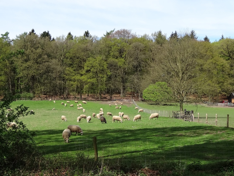land, pasture, posbank, spring, the countryside, field, netherlands, animals in the wild, lamb, veluwe, outdoors, nature, white sheep, animal themes, animal