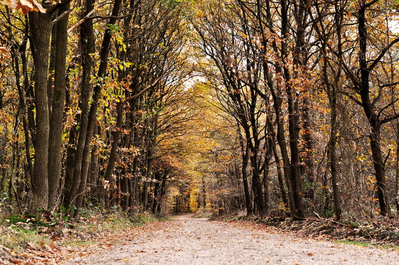 woodland, diminishing perspective, tree canopy, 4K, colorful, walk, leaves, forest, the way forward, trail, outdoors, path, tranquil scene, autumn, plant part