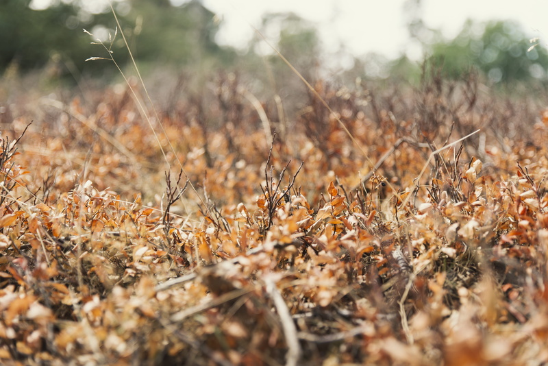 veluwe, plant, drought, land, surface level, leaf, dried plant, grass, twig, fragility, hot, fall, focus on foreground, dry, small, nature, twigs, landscape