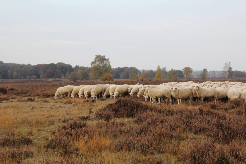no people, outdoors, netherlands, domestic animals, herd, vertebrate, large group of animals, float, environment, livestock, 5K, plant, animal, animal themes