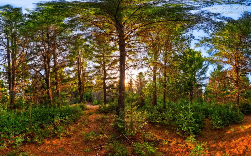 scenics - nature, change, no people, outdoors, woodland, nature, sunset, tranquility, beauty in nature, forest, day, autumn, tree, plant, direction, non-urban scene