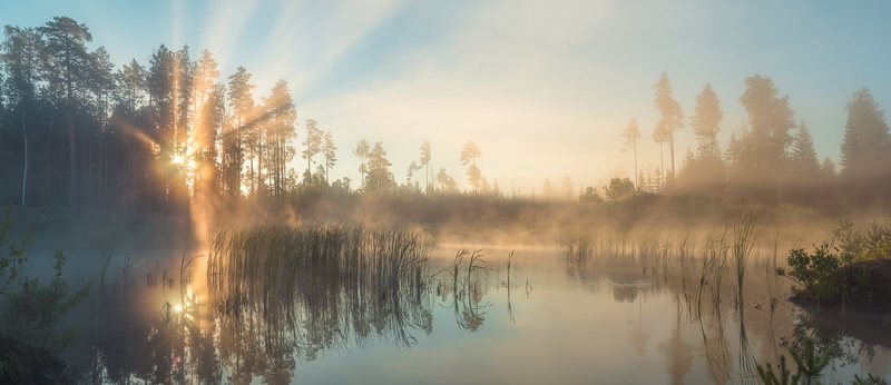 tree, water, mist, 1080P, tranquil scene, sun, non-urban scene, beauty in nature, idyllic, no people, sky, outdoors, fog, lake, forest, reflection lake