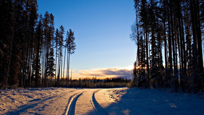 the way forward, woodland, no people, trees, tranquility, snow, sky, forest, 1080P, land, plant, sunset, tranquil scene, coniferous tree, winter, green