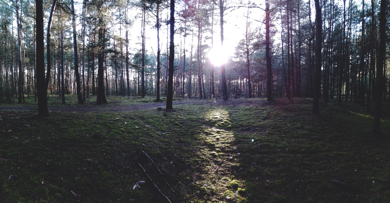 land, 5K, no people, non-urban scene, day, woodland, growth, Poland, trees, beauty in nature, tranquility, tranquil scene, tree, tree trunk, grass, green
