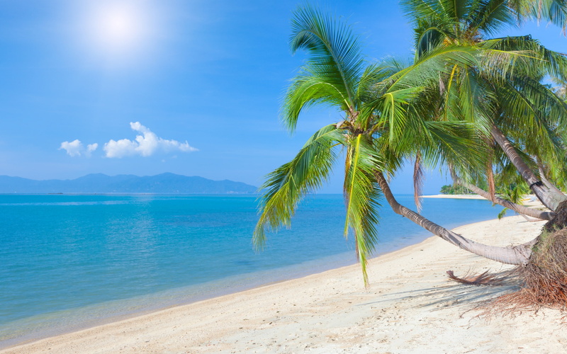 Coconut, Beach, Sky, Palm, Tropical, Sea, Sunlight, Clouds, 2K