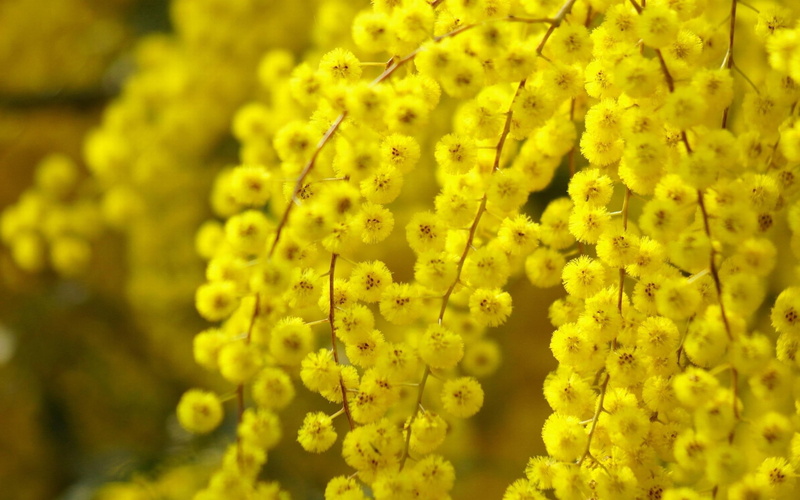 nature, blossoms, flower, 2K, acacia