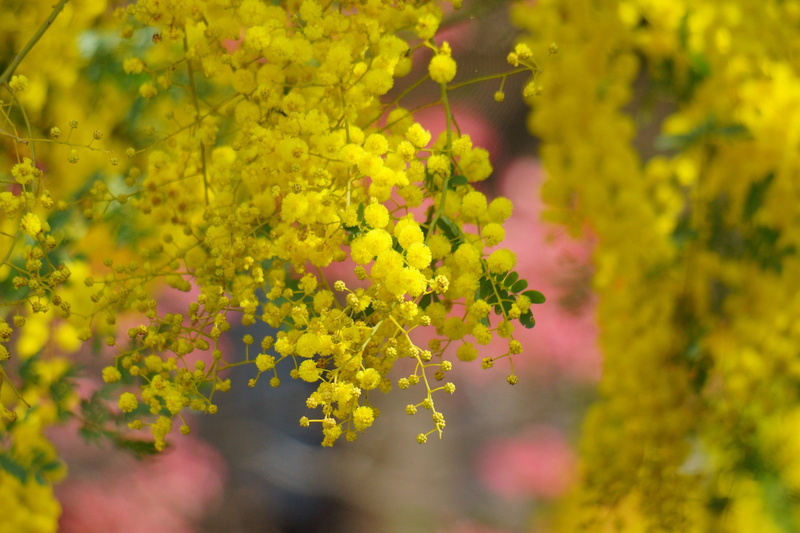 acacia tree, bloom, 2K, yellow, tree, spring, acacia, flowers