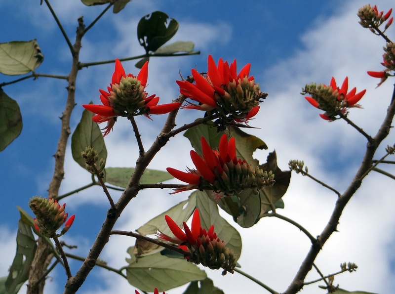 sky, flowering plant, outdoors, plant, close-up, tree, 2K, growth, cloud - sky, scarlet, india, sunshine tree, vulnerability, nature, red, coral tree
