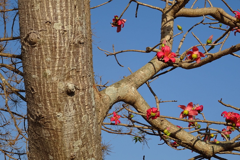 kapok, sky, ceiba pentandra, nature, clear sky, trunk, bare tree, flowering plant, plant, tree trunk, shimul, india, day, red silk-cotton, beauty in nature