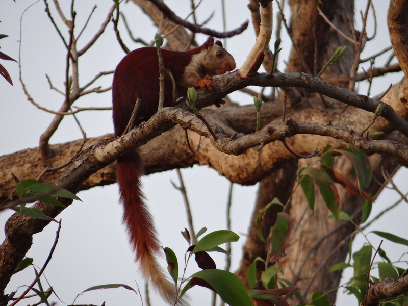 sitting, malabar giant squirrel, leaf, vertebrate, outdoors, focus on foreground, day, karnataka, 4K, no people, one animal, tree, animal wildlife, plant