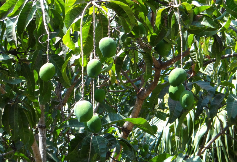 leaf, freshness, day, green, fruit tree, outdoors, 2K, farm, tree, food and drink, agriculture, mangifera indica, hanging, green Color, healthy eating