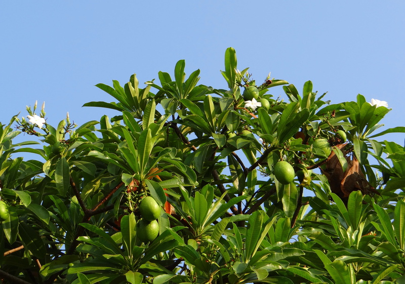 agriculture, flower, plant, growth, karnataka, tanghinia venenifera, apocynaceae, day, food, fruit, leaf, pink-eyed cerbera, freshness, tropical fruit