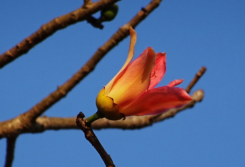 shimul, red silk-cotton, flowering plant, ceiba pentandra, outdoors, fragility, no people, springtime, Flower, blue, sky, red, low angle view, kapok, close-up