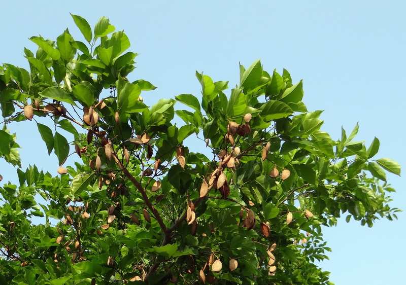 leaf, indian beech tree, Milletia, karnataka, sky, 2K, outdoors, healthy eating, pongamia pinnata, no people, seed pod, growth, Karanj, fruit, food and drink