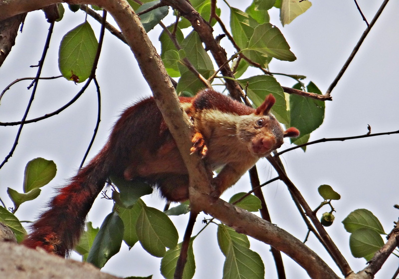 plant part, animals in the wild, outdoors, indian giant squirrel, india, animal themes, vertebrate, malabar giant squirrel, nature, animal wildlife, no people