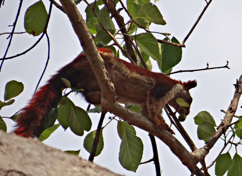 wildlife, indian giant squirrel, leaf, vertebrate, perching, ratufa indica, branch, no people, one animal, animal, karnataka, plant, day, plant part, bird