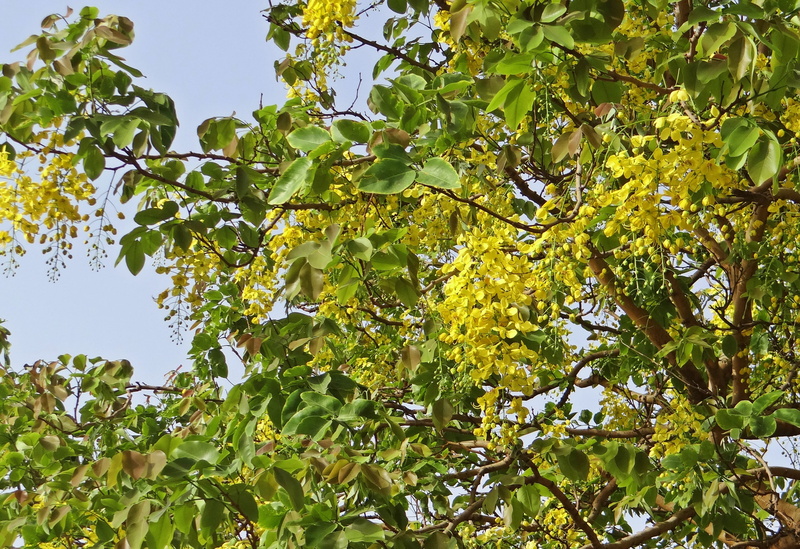 growth, flowers, 2K, fabaceae, nature, golden shower tree, outdoors, healthy eating, plant, summer, forest, beauty in nature, low angle view, leaf, green Color