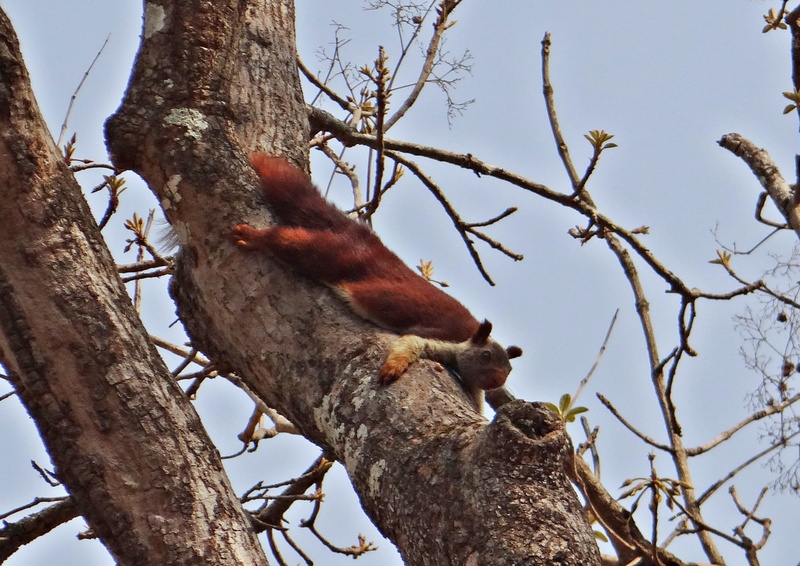 malabar, vertebrate, plant, bird, perching, sky, ratufa, branch, animals in the wild, nature, animal themes, Ratufa Indica, no people, giant, india, wildlife