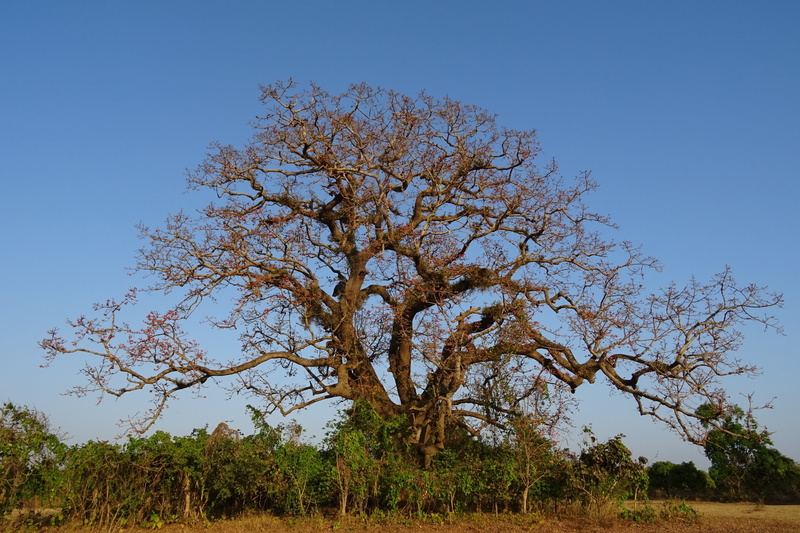 sky, shimul, 2K, tranquility, bombax ceiba, tranquil scene, red silk-cotton, growth, land, bhimgadh, old, nature, day, red cotton tree, clear sky, india