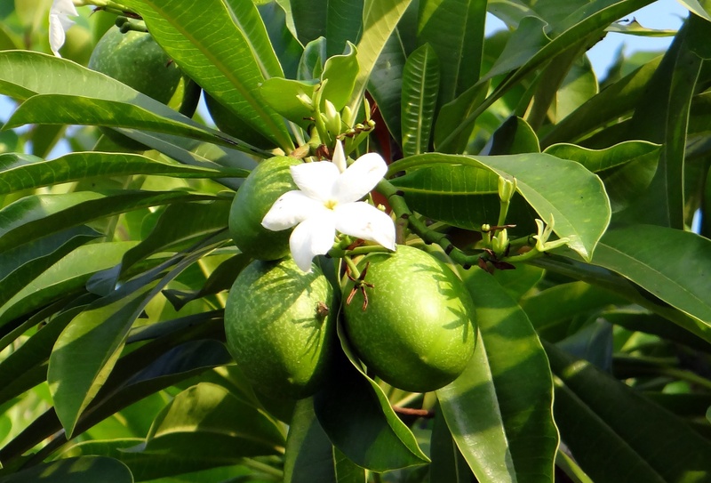 close-up, tanghinia venenifera, white, plant part, gokarna, apocynaceae, fruit tree, india, green color, flower, healthy eating, freshness, cerbera venenifera
