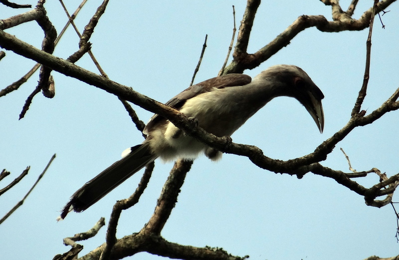 animal, nature, 2K, bird, sky, vertebrate, low angle view, ocyceros, india, Indian Grey Hornbill, animals in the wild, one animal, Ocyceros Birostris