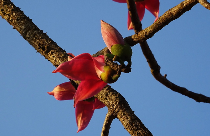 close-up, twig, red cotton tree, low angle view, fruit, silk-cotton, growth, bhimgadh, outdoors, flower, flowering plant, nature, cotton tree, Bud, red silk-cotton