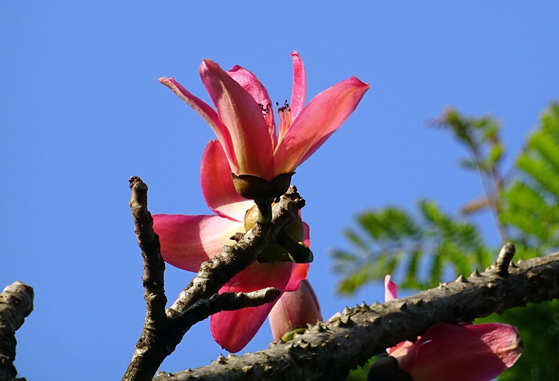 flowering plant, kapok, animal wildlife, nature, vulnerability, growth, low angle view, outdoors, day, cotton tree, flower, bombax ceiba, focus, animal