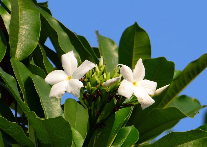 flora, nature, apocynaceae, white, white color, 2K, freshness, sea mango, cerbera manghas, vulnerability, odollam tree, Mango, karnataka, tree, outdoors