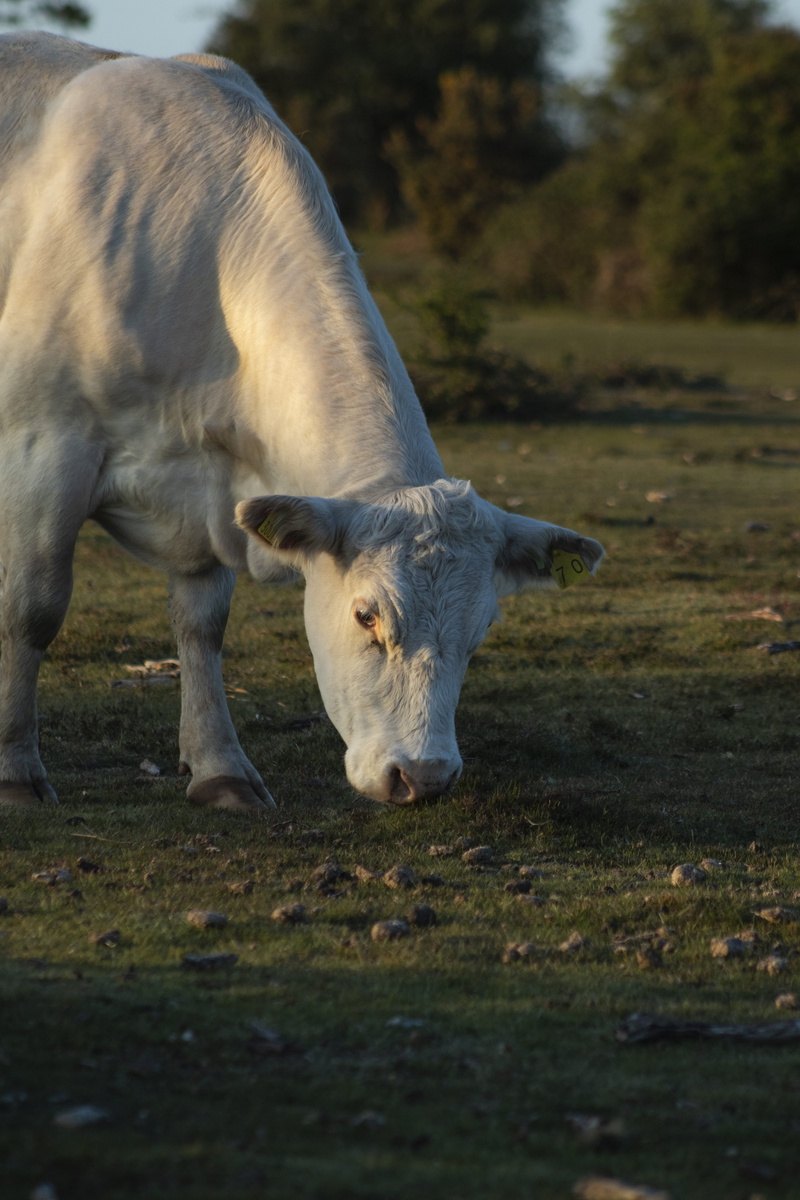 selective focus, canine, antelope, one animal, pointer, livestock, dairy cow, dog, mammal, calf, 5K, field, drinking, manx, vertebrate, coyote, grazing
