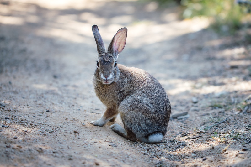nature, bunny, day, rabbit, selective focus, cylinder, outdoors, rodent, wallaby, no people, land, field, relaxation, wildlife, walkway, 4K, kangaroo