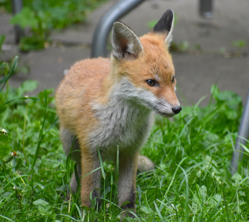 animal wildlife, coyote, mammal, field, animal, pet, grey fox, land, animal themes, nature, no people, kit fox, red wolf, animals in the wild, young animal