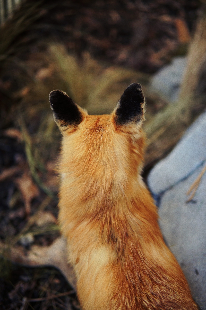 day, outdoors, kit fox, cat, red, vertebrate, wildlife, weasel, anteater, no people, land, 5K, pet, looking, wolf, pets, one animal, dog, close-up, domestic animals