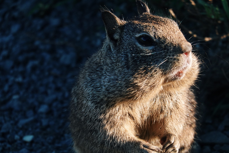 5K, sunlight, animals in the wild, outdoors, one animal, eating, ground, food, snout, rodent, field, vertebrate, pet, cat, animal themes, close-up, tree stump