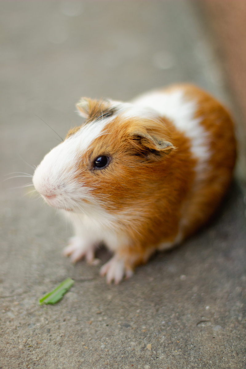 mammal, blossom, abyssinian, outdoors, animal, domestic, rat, cat, nature, pottery, geranium, whisker, canine, pets, no people, plant, rodent, vertebrate