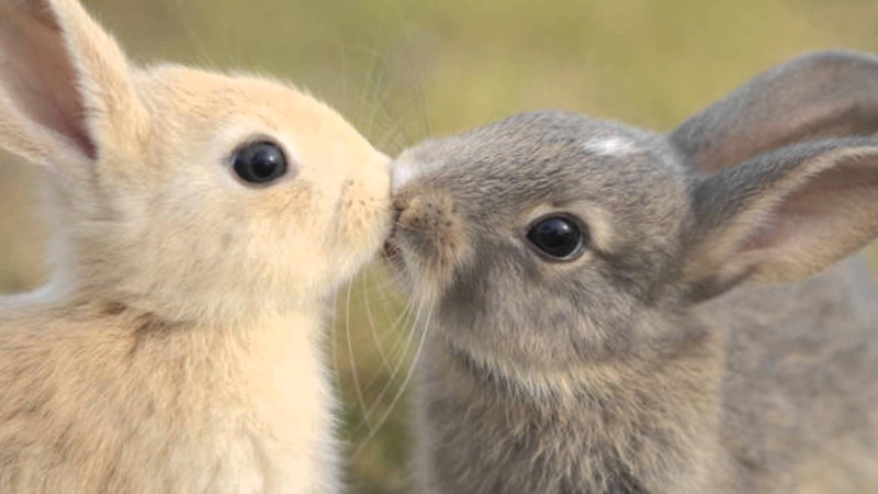 fur, wood rabbit, marmot, domestic, pets, cute, rabbit, bunny, fox squirrel, rodent, squirrel, animals, hare, otter, animal, pet, mammal, 1080P