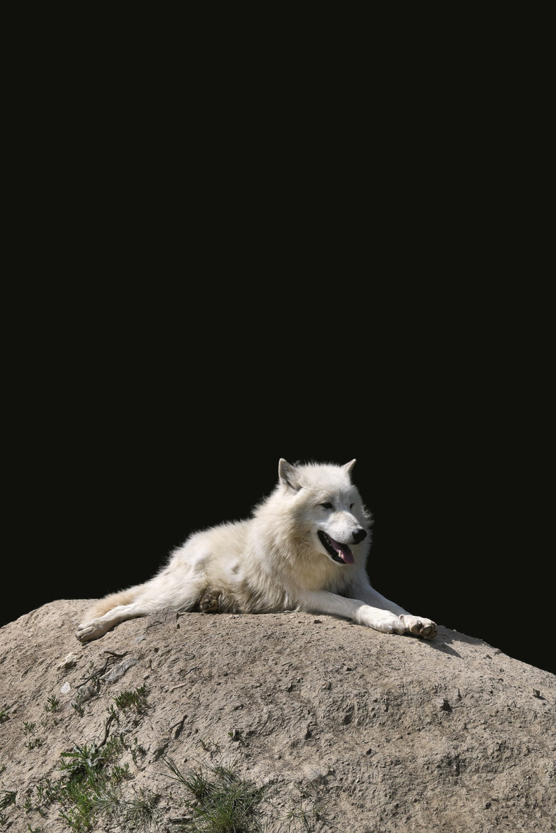 domestic animals, dog, vertebrate, one animal, czechia, domestic, arctic fox, 2K, animal, waiting, animals in the wild, animal themes, tabor, mouth, zoo