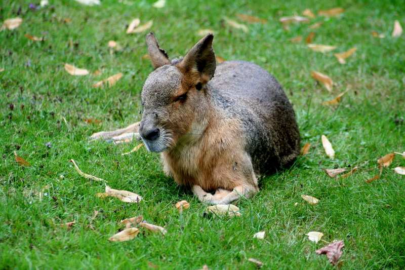 brown, domestic animals, mara mammal, herbivorous, enclosure, plant, animals And Pets, one animal, young animal, land, relaxation, eating, wildlife, animals in the wild
