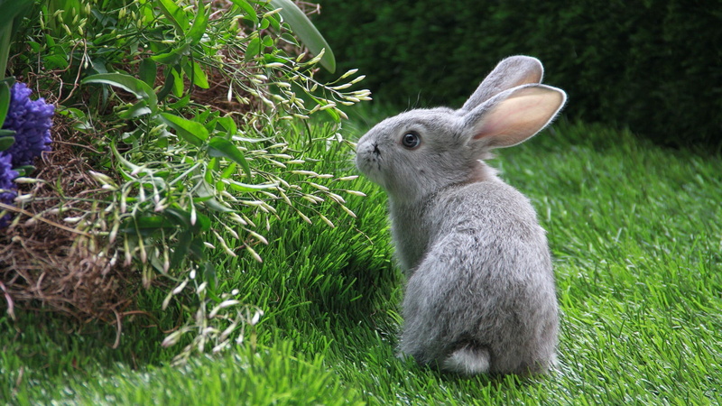 animal wildlife, animal head, growth, close-up, animals in the wild, outdoors, domestic, land, rodent, no people, green color, furry, rabbit, fluffy, hare