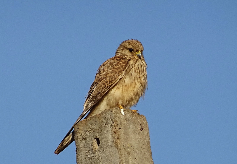 1080P, nature, animal themes, raptor, full length, eurasian kestrel, falcon - bird, eagle, female, bhimgadh, karnataka, animal, day, bird of prey, hunter