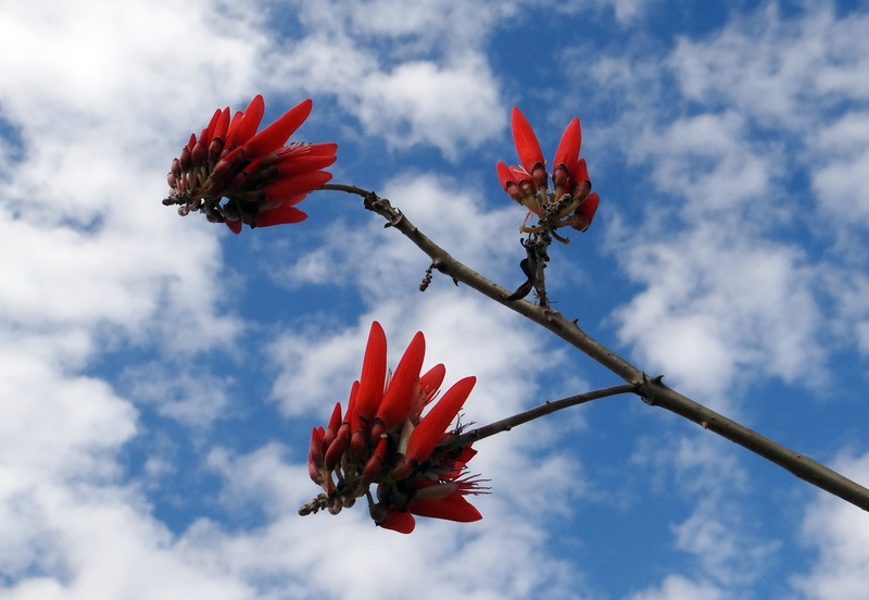 close-up, fragility, nature, no people, erythrina indica, growth, flower head, botany, freshness, day, scarlet, flowering plant, plant, inflorescence, low angle view