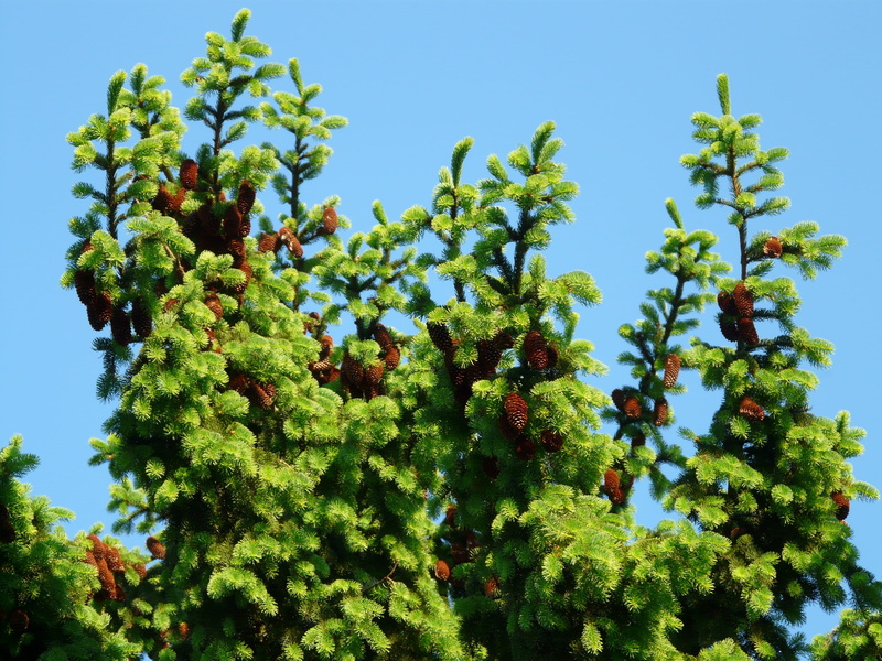 plant part, agriculture, spruce, growth, Conifer, summer, outdoors, food, red spruce, fruit, picea abies, day, common spruce, sky, Tap, Pine Cones, clear sky