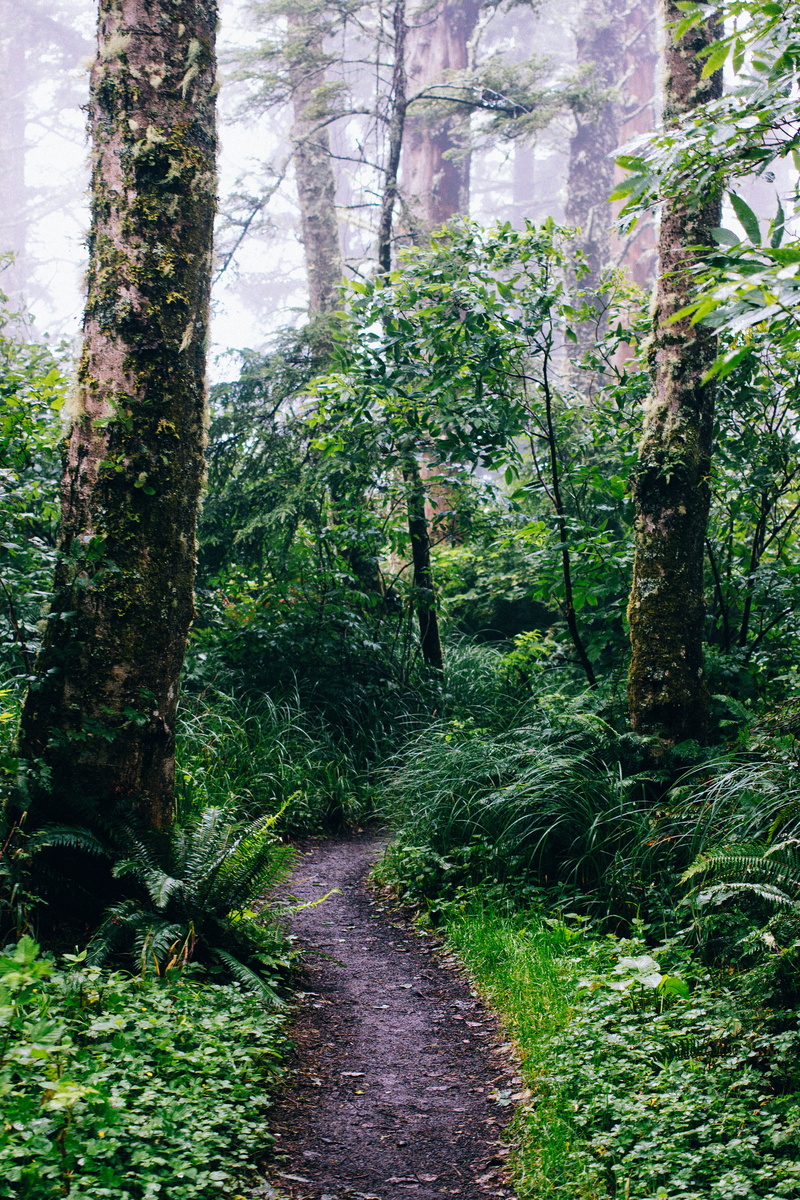footpath, united states, outdoors, tranquility, path, tree, growth, rainforest, 5K, jungle, yachats, woods, nature, tree trunk, fern, green, forest, cape perpetua overlook