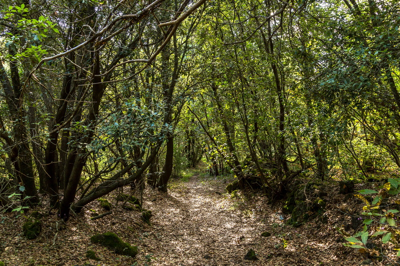 unnamed road, woodland, land, gravel, the way forward, grove, tranquility, nature, dirt road, tree, italy, trunk, footpath, trees, tree trunk, scenics - nature