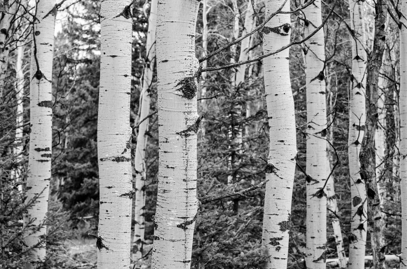 nature, tree trunk, pattern, rural, environment, birch tree, black and white, season, park, spring, forest, no people, trees, grove, land, backgrounds