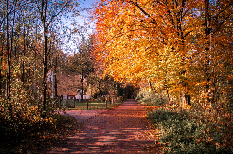scenery, path, tree trunk, tranquility, park, footpath, day, change, beauty in nature, no people, plant part, tree, nature, leaf, nederlands openluchtmuseum