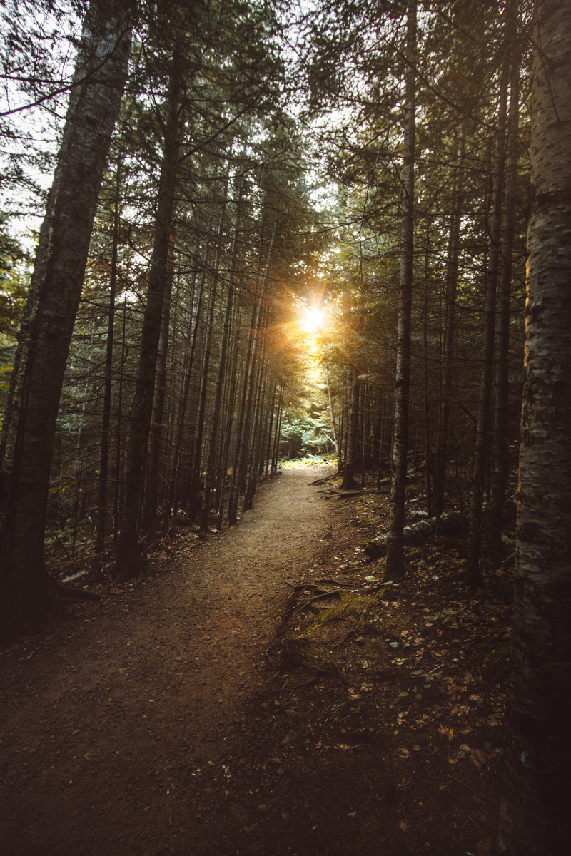 nature, tree trunk, sun, tranquility, no people, woodland, adventure, flora, streaming, leafed, daytime, the way forward, trees, green, dirt road, pine tree