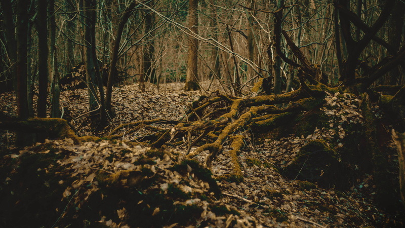 den, forest, ground, non-urban scene, green, military, tree trunk, remote, beautiful, branch, woods, beauty in nature, trunk, trees, no people, landscape