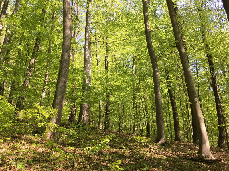 woodland, vegetation, sunlight, trail, non-urban scene, ground, leaf, 4K, forest, tree trunk, land, path, mánfa, hungary, plant, forrest, low angle view